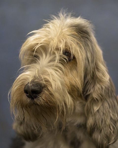 Close up head shot - A shaggy-looking, long coated, white with tan Petit Basset Griffon Vendeen dog with long soft looking drop ears that hang down to the sides and a black nose and long hair hanging over her dark eyes.