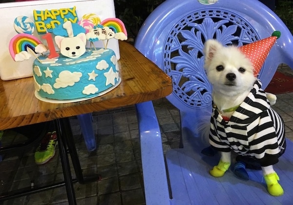 A little white dog wearing a black and white striped shirt and a red birthday hat sitting on a purple plastic chair next to a table that has a round light blue birthday cake with white clouds and stars on it.