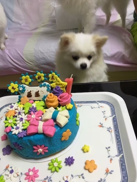 A little thick coated white toy sized dog with perk ears, a black nose and black eyes sitting down in front of a table that has a blue cake with colorful flower and bone decorations all over it.