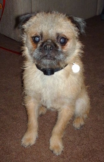 Front view - A round headed, scruffy looking with a wiry look dog with a pushed back face with tan on its body and black on its ears and snout sitting on a brown carpeted floor in front of a tan couch. The dog has wide round eyes.