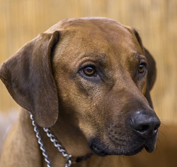Close up head shot - a brown dog with a black snout, black nose and brown eyes and soft drop ears looking to the right.
