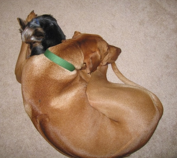 The back of a red Rhodesian Ridgeback laying in a ball on a tan carpet with a toy sized Yorkie dog curled up next to her front paws. The larger dog has a darker line down its back and is wearing a green collar and a long tail.