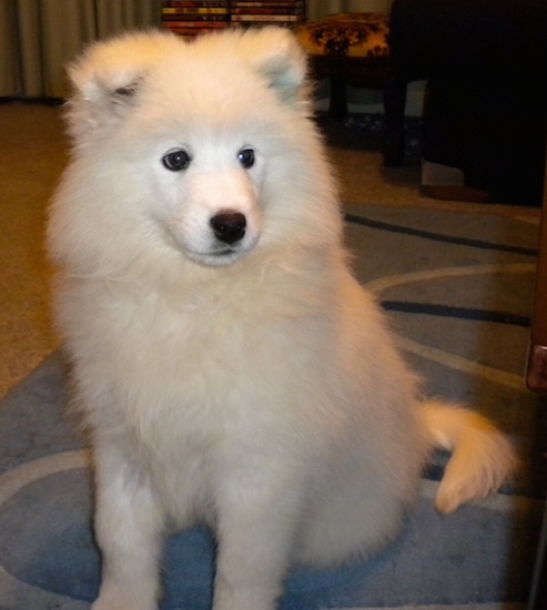A very fluffy white soft, thick-coated dog with small triangular ears that fold down to the front with large black round eyes, a black nose and black lips sitting down on a carpet looking slightly to the right with its long tail curled to the right side of it.