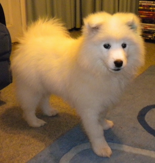 Side view of a very fluffy soft looking puppy with small triangular ears folded down to the front, black eyes, a black nose and black lips with its fluffy tail curled up over its back standing on a carpet inside of a room.