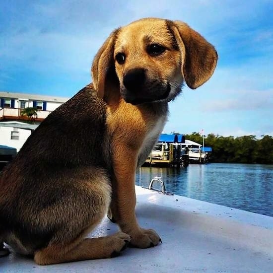 A small puppy sitting on a boat dock looking back behind itself in front of a body of water with other boats docked in the distance. The dog has a black and tan saddle coat pattern, dark almond shaped eyes, a black nose and wide ears that hang down to its sides.