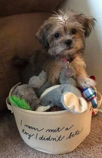 A fluffy soft looking little tan and black puppy sitting in a tan bucket that reads 'I never met a toy I did not bite' The puppy is sitting on top of a pile of toys. Its nose is black and its small furry v-shaped ears are hanging down to the sides of its head.