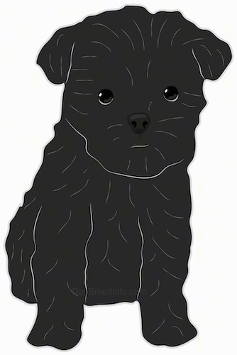 Front view drawing of a small black dog with black round eyes, a black nose and thick hairs around its head looking like an ewok.