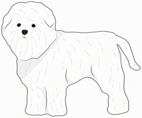 Side view drawing of a thick coated, small white dog with little ears that hang down to the sides, a lot of thick fur on the face that makes the dog look like a monkey a black nose and dark round eyes with a tail that hangs down standing up.