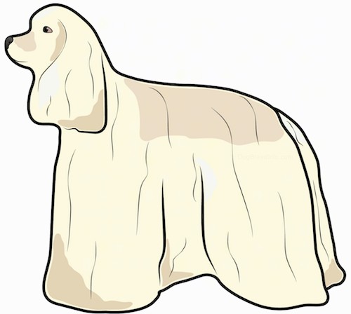 Front view of a drawing of a tan dog with a long coat, very long ears that hang down to teh sides, a long muzzle with a black nose and dark eyes sitting down.