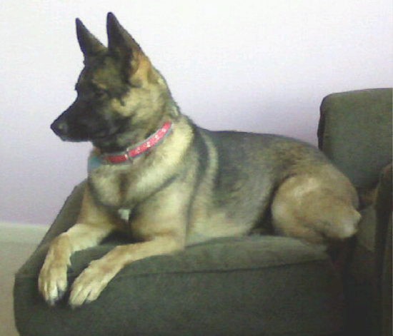 A brown and black dog with large perk ears and a thick coat wearing a red collar laying down on a green chair facing the left. The dog has a long snout, a blak nose and dark eyes.