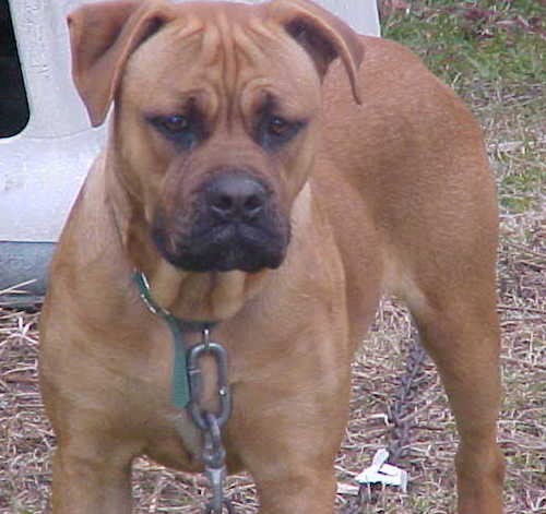Front view of a large, muscular, wide chested, big headed, tan dog with black on his lips and small ears that fold down to the sides standing outside on a chain in front of a dog house.