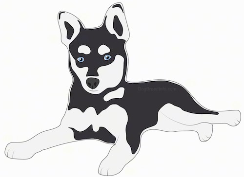 A drawing of a black and gray artic, husky type looking small dog with blue eyes and perk ears laying down.