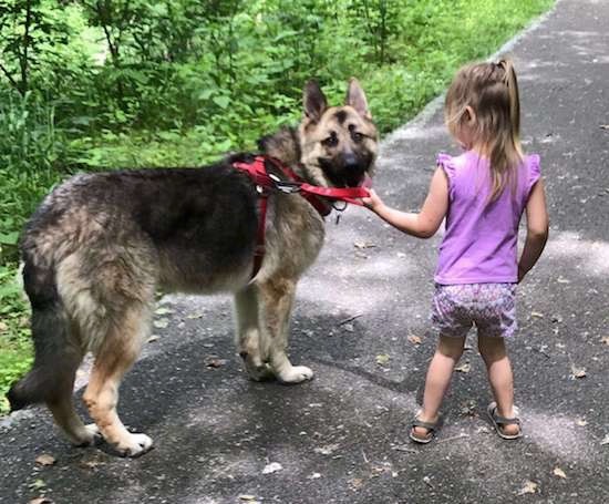 A thick double coated dog with perk ears, a long black muzzle, dark eyes and a black nose wearing a red harness standing on black pavement with a little girl dressed in purple holding onto him.