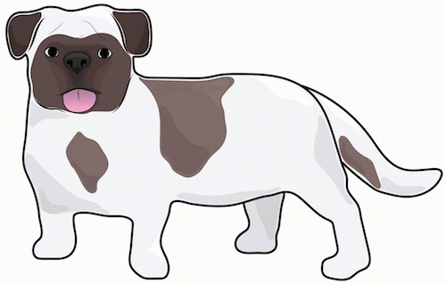 A drawing of a small short legged white and brown dog with ears that hang down to the side a big head, round eyes and a thick body and long tail.