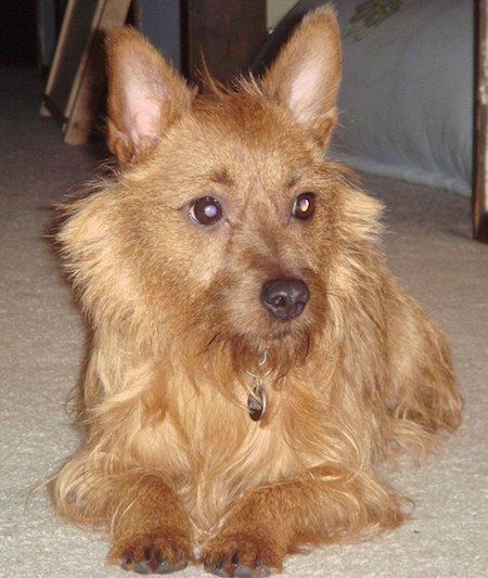 Front view of a small tan dog with fringe hair coming from his face and chin with longer hair on his back and shorter hair on his head, large perk ears, wide round brown eyes and a dark nose laying down on a tan carpet looking to the right.