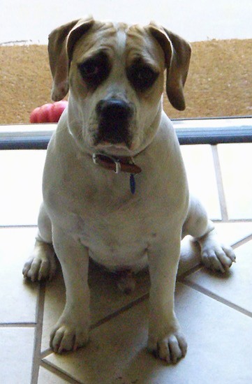 Front view of a wide, thick, muscular dog with a large head, ears that hang down to the sides, a large blocky muzzle and wrinkles sitting down in front of a sliding glass door.