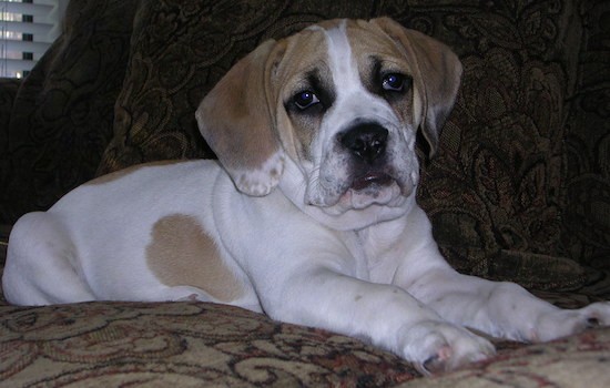 A tan and white thick, well muscled puppy with a lot of extra skin, wrinkles and wide ears that hang down to the sides with a black nose and large lips that hang down, huge paws and droopy eyes laying down on a brown couch.