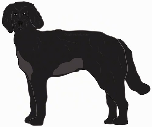Side view of a large breed black dog with a gray spot on his belly and chest, a black nose, dark eyes and a long tail.