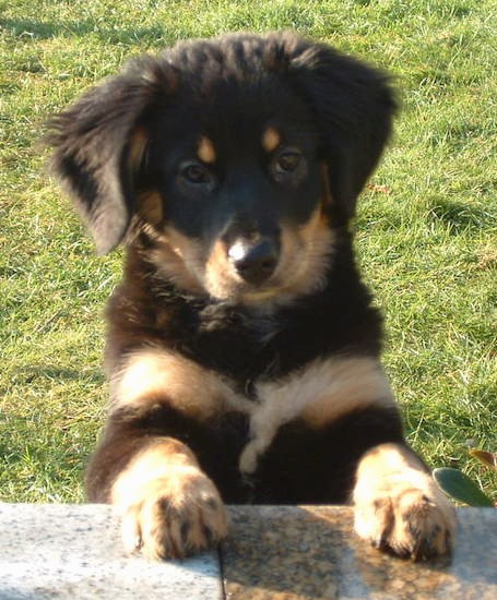 A small black and tan puppy with thick soft fur and ears that hang down to the sides with dark almond shaped eyes, a black nose, tan spots above they eyes on his black head, tan paws and a tan with white stripe across the front of her chest outside in grass jumped up with her front paws on a stone wall.