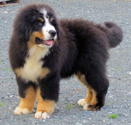 A large breed fluffy tricolor dog with a very thick fuzzy coat standing on gravel with his pink tongue showing.