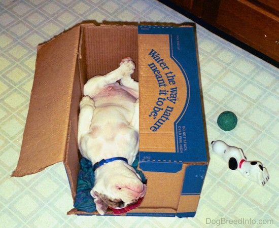 A white with brown Bulldog puppy sleeping upside down in a cardboard box with his paws laying at his sides and is pudgy pot belly showing.