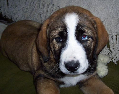 A thick, extra skinned droopy looking puppy with long ears that hang down to the sides, one blue eye and one brown eye laying down. The dog has a brown body with black tinting and a white muzzle and a white stripe up the puppy's stop and a black nose.