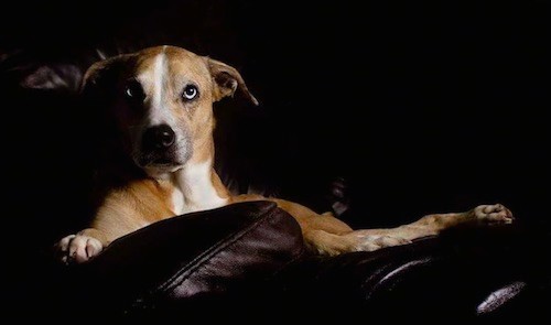 A large breed, blue-eyed, brown dog with a white blaze down the center of his snout and a white chest laying down on a dark leather couch.