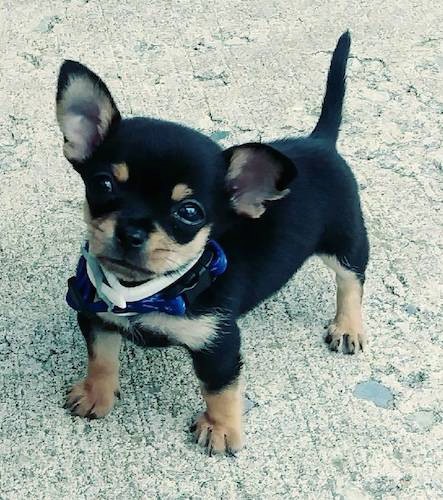 A tiny black and tan puppy with perk ears a black nose and tan legs standing on a sidewalk.