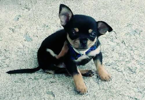 A very small black and tan puppy sitting on a sidewalk scratching his neck with his back paw.