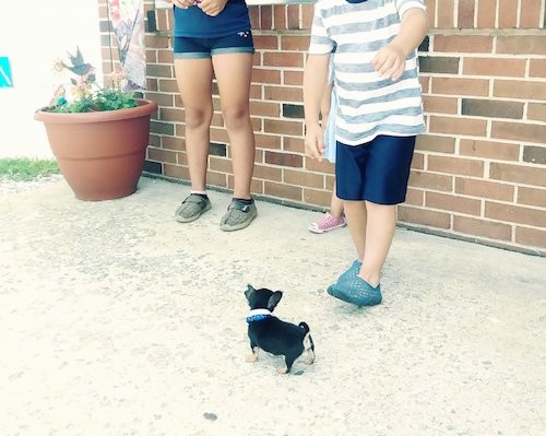 A tiny little black and tan puppy standing in front of a boy who is next to a brick wall wiht two other kids in the background.