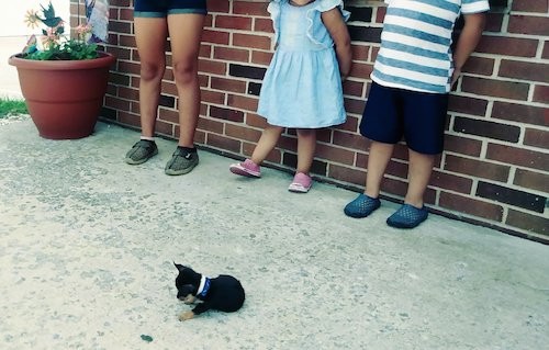A small black and tan puppy laying on the ground in front of three children who are leaning against a brick wall.