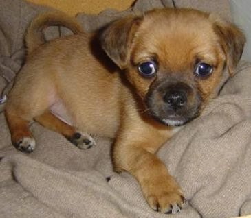 A small, short haired, tan dog with a black muzzle, small fold over ears and a tail that curls up in a U shape. The pup has a round head, a pot belly, wide round dark eyes, a black nose and a small amount of white on the tips of his back paws.