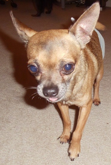 A very small brown and tan dog with large brown bulging eyes and large perk ears wearing a dog diaper walking on a tan carpet. The dog has a black nose and its pink tongue is showing.