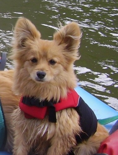 A little tan dog with a thick coat and large perk ears that stand up wearing a life vest while sitting on a boat in the middle of open water.