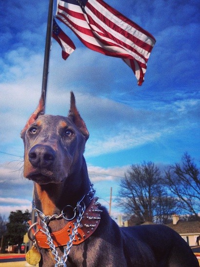Front view of a large breed short haired blue with tan dog that has a gray nose and ears that are cut to a point wearing a chain collar and a large leather spike collar standing outside with an American flag behind him.