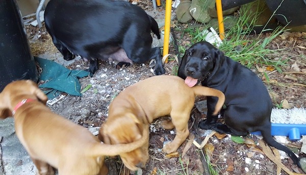 Three puppies, two reddish brown and one black standing and sitting in dirt and leaves with their black mother in front of them who has larger nursing teets. The pupppies have long tails, long drop soft looking ears and extra skin around their neck.