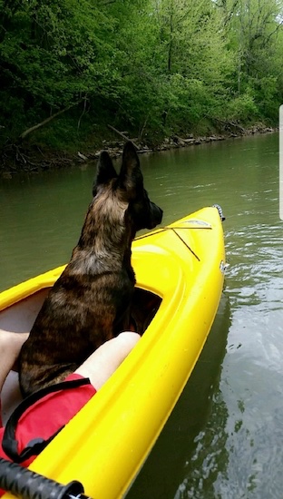 The backside of a brown and black patterned shephepherd dog with large perk ears sitting down in the front of a bright yellow kyack boat.