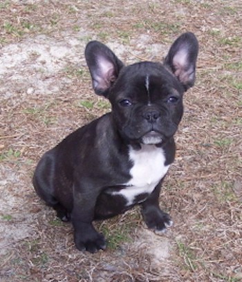 A small thick, muscular black with white puppy with a big round head, large bat perk ears, almond shaped dark eyes, a black nose and a pusehd back square snout sitting down in brown grass. The puppy's body is black and her chest is white with a line of white down the blaze of her forehead and on her chin.