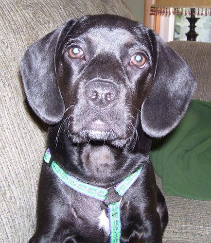 A shorthaired, soft looking, shiny black hound looking dog with long black ears that hang down to the sides, brown eyes, a black nose and black lips sitting on a tan couch wearing a green harness.