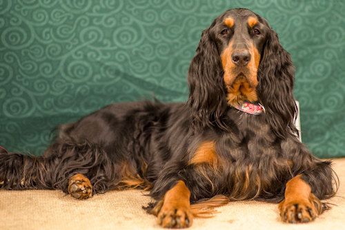 A black and tan dog with long soft wavy ears, brown eyes, a black body with a long tan muzzle and tan legs laying down in front of a green backdrop.