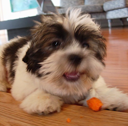 Front side view - A fluffy little thick coated, soft looking white puppy with black, brown and tan markings laying down on a hardwood floor eatting a raw carrot.
