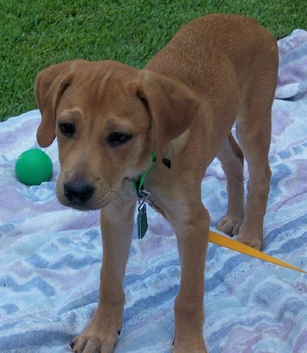 A tan dog with soft ears that hang down to the sides, a black nose and dark almond shaped eyes standing on a blanket outside in the grass with a green ball next to her.
