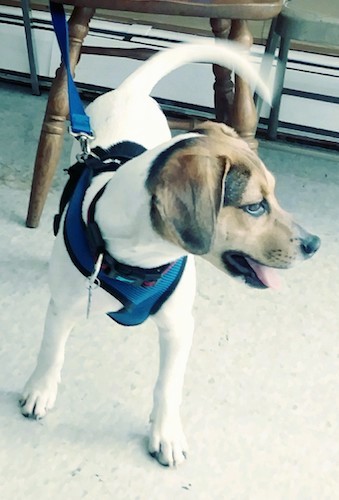 A white, brown and black tricolor dog with soft looking ears that hang down to the sides, a black nose and dark eyes with his mouth parted and pink tongue showing looking to the right.