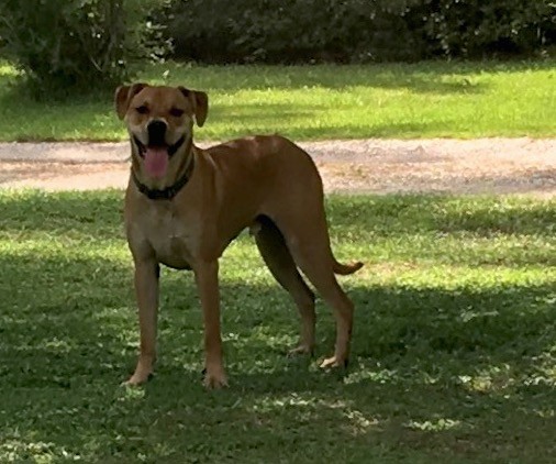 Front side view of a large breed tan dog with long legs and a long tail, a black nose, dark eyes and small ears that hang down to the sides with its tongue out standing outside in grass under the shade of a tree.
