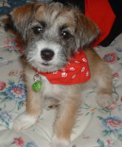 A soft, but wiry looking little tan, black and white puppy sitting down on a person's bed wearing a red bandanna. The pup has a black nose and wide dark eyes with small fold over ears that hand down to the front of her head.