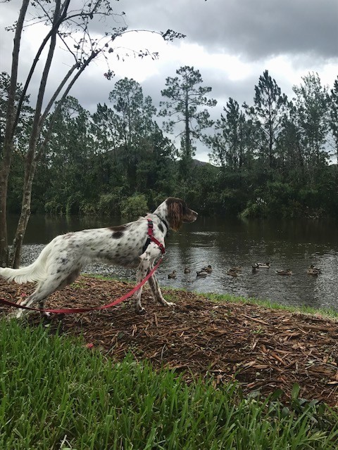 Side view of a large breed white dog with brown on her head and brown and black spots on her body at the bank of a pond looking at ducks swimming in the water.