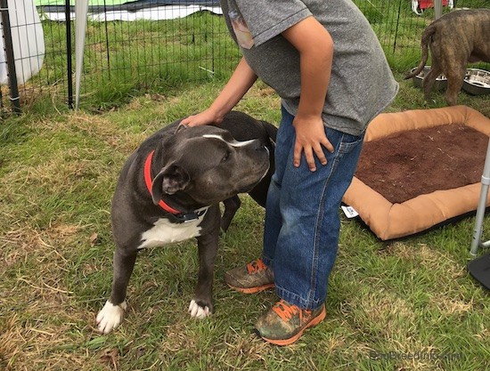 A little kid in a gray shirt and blue jeans standing in grass petting a gray with white short thick muscled dog. The dog looks happy. There is a dog bed and a second gray dog behind them.