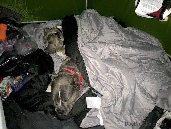 Two gray dogs sleeping inside of a green tent covered up by a gray sleeping bag.
