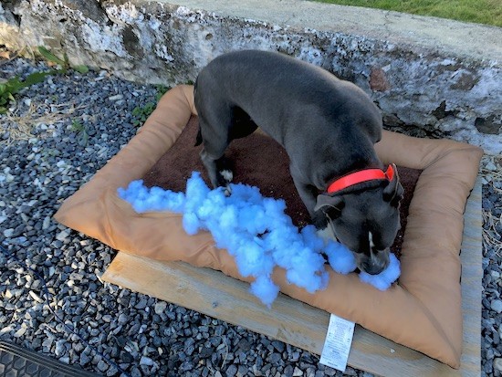 A gray dog with a white blaze down the front of her snout standing ona brown dog bed outside in a stone driveway. The bed is on top of a board and it has blue stuffing all over it.