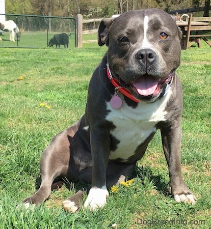 A wide, muscular gray dog with white on her chest and down her blaze with a gray nose and white on the tips of her paws sitting in the grass with her ears pinned back looking happy with a white and brown paint pony and a black goat in the background.